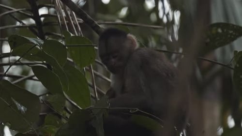 Monkey in forest is itchy and scratches himself through fur, using hands and feet