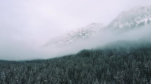 Drone Flying Over Snowy Evergreen Trees With Mountain Background In Hazy Fog Clouds