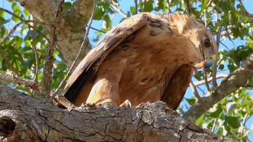 Adler, der auf einem Baum isst