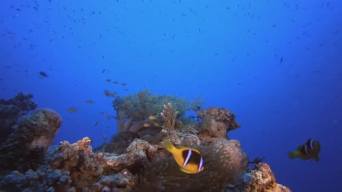 Underwater Clownfish And Sea Anemones
