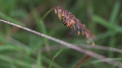 insect in a flower close up.