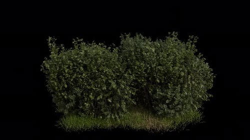 Shrub Field blowing in the wind Loop Animation. Wind blows the Shrub Plant. Alpha Channel