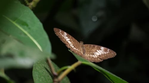 Brauner Schmetterling mit weißen Flügelmarkierungen
