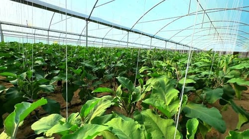 Üppiger Anbau von Auberginen im Gewächshaus — 4K-Landwirtschaftsszene mit Erntereihen.