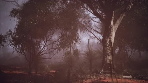 A Dense Misty Forest with a Plethora of Towering Trees