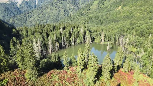 natural lake forest