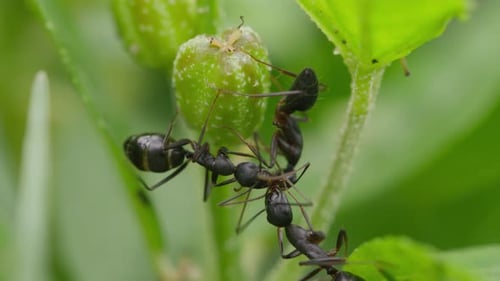 Carpenter ants in the wild