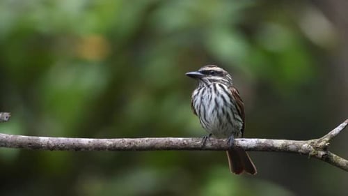 Close-up Slow-motion Streaked Flycatcher bird in tropical exotic rainforest jungle scene-3