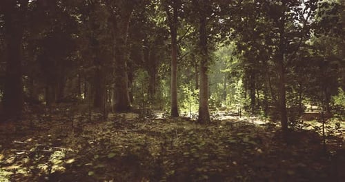 Sunlight Filtering Through Lush Trees in a Serene Forest Setting