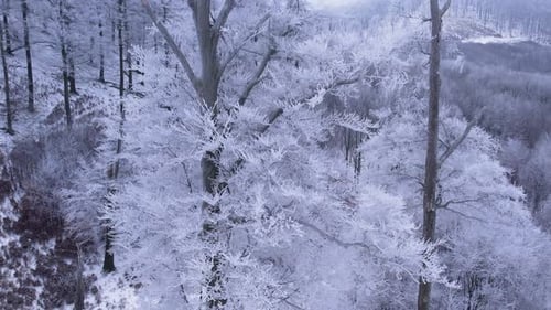 Tree Covered in Frost in a Snowy Forest in Winter