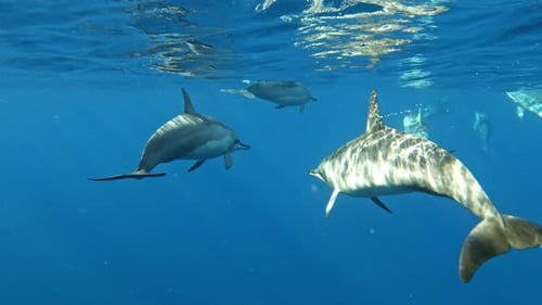 Group Of Dolphins Swimming Near Surface Of Blue Sea Beneath Calm Waves. - underwater