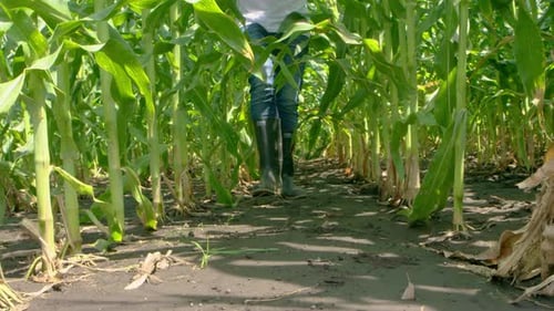 Farmer in boots walking through a corn field - South America