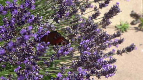 Purple Lavender Flowers Flower in the Field Nature Background Grow a Fragrant Plant in the Garden