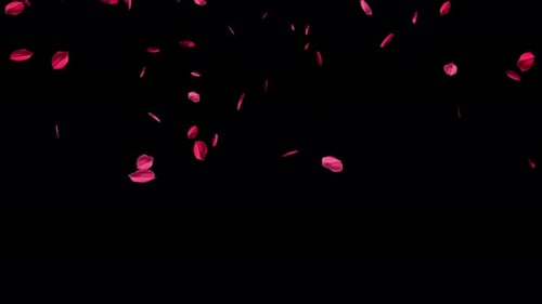 Falling Red Rose Petals Realistic Romantic Overlay