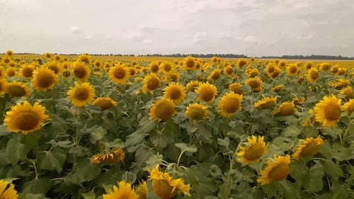 Drohne fliegt jungen Sonnenblumen auf einem großen Sonnenblumenfeld im Sommer extrem nah