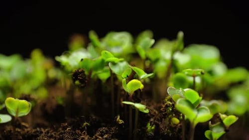 Close Up of Small Green Sprouts in Soil