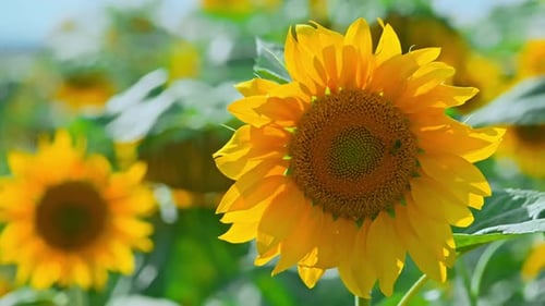 A Field of Sunflowers on a Summer Day