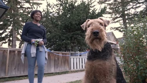 Dog Resting on Grass with Dog Walker Adult