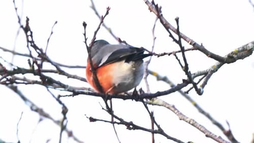 Male Bullfinch Perched On Tree Branch Moving In Wind