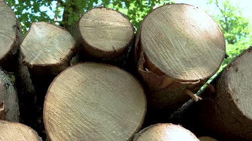 Tas de rondins de bois naturel sciés empilés dans la forêt pendant la journée à Koleczkowo, en Pologne. -