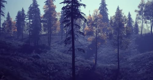 Morning Light Filters Through Tall Trees in a Peaceful Forest Setting