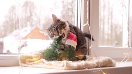 Playful Kitten Enjoys Christmas Trees on Windowsill