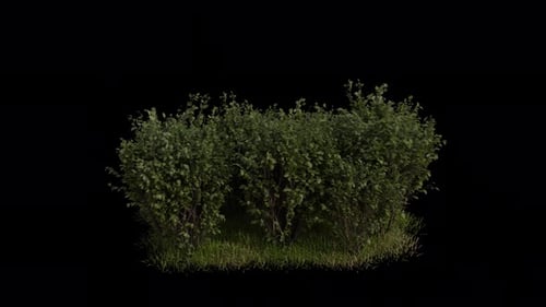 Shrub Field blowing in the wind Loop Animation. Wind blows the Shrub Plant. Alpha Channel