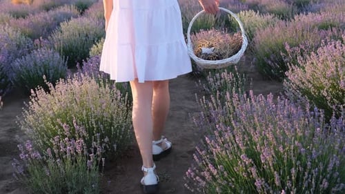 A Woman with a Basket and in a White Dress Among a Lavender Field
