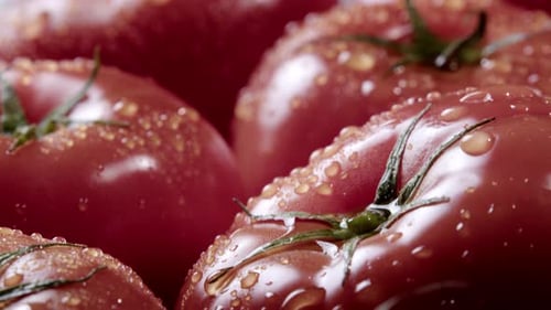 Fresh Tomatoes with Water Droplets Close Up
