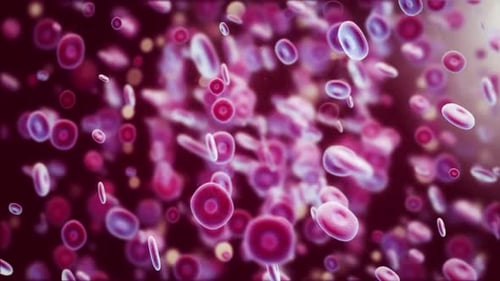 Animated Red Blood Cells Flowing in Bloodstream Microscopic View