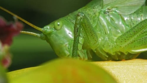 Macro Of The Common Green Grasshopper Feeding On The Plant. close up