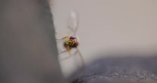 Frontal closeup of an Oriental Fruit Fly head-swaying in slow motion; detailed compound eyes