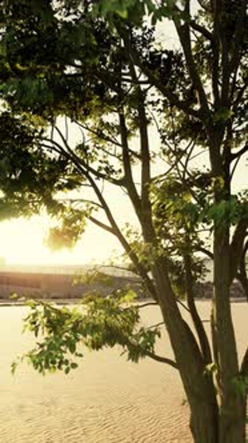 Tree on Beach With Bridge in Background