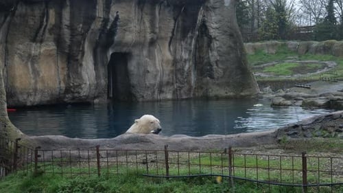Eisbär im Wasser isst Futter im Zoo. breit