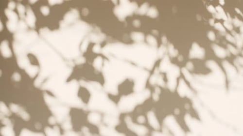 Transparent Soft Light and Shadows From Branches Plant Foliage and Leaves Morning Sunlight and Tree