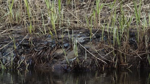 Common sandpiper is looking for food at river bank mud in spring