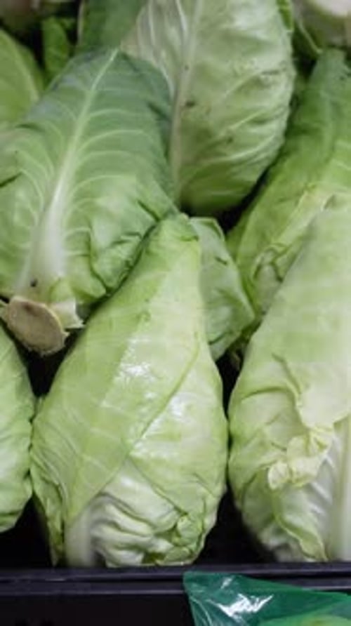 Fresh Green Cabbage Heads in a Bin