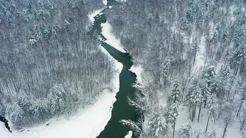 Beautiful snow scene forest in winter. Flying over of pine trees covered with snow.