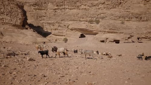 Goat Desert