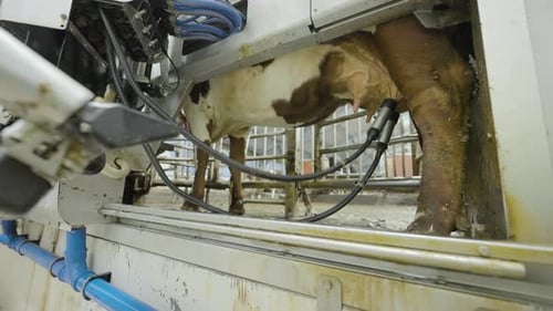 Automated milking system pipelines detaches from teat; dairy industry