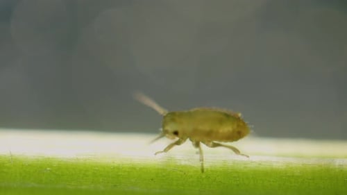 Aphid