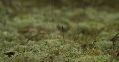 Vibrant Fly Agaric Mushroom in Woodland Setting