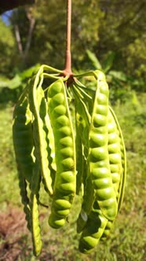 vidéos verticales Pete vient de cueillir dans un arbre du jardin, vert et frais à manger