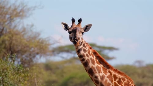 Nahaufnahme von Kopf und Hals einer Giraffe, die mit den Ohren wackelt