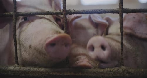 Pigs At Livestock Farm Group Of Piglets Swine Pigs on Livestock Farm Pig Farming