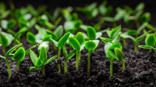 Tiny Seedlings Emerging from Soil Time Lapse