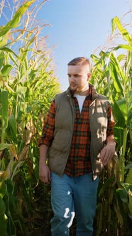 Adult Man Walking Through Corn Field During Daytime