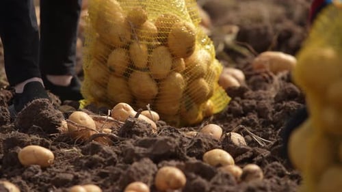 Scenery from a potato field - Collecting potatoes in bags