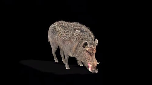 Wild Boar Foraging Animation Loop