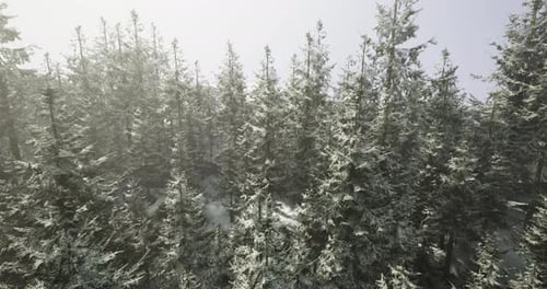 Snow Covered Forest in a Foggy Winter Morning with Tall Evergreen Trees